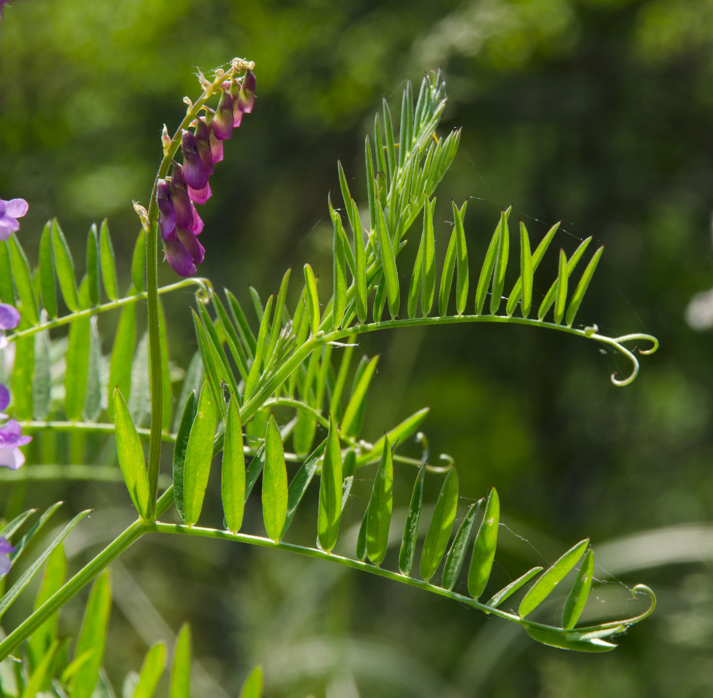 Image of Vicia tenuifolia specimen.