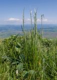 genus Helictotrichon. Зацветающие растения. Карачаево-Черкесия, Зеленчукский р-н, гора Джангур, Скала Джегута, ≈ 1300 м н.у.м., горная луговая степь. 04.06.2025.