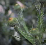 Onopordum acanthium