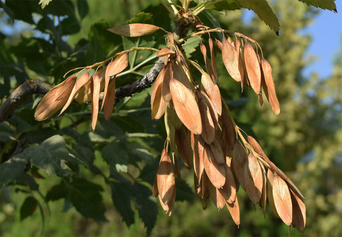 Image of Fraxinus syriaca specimen.