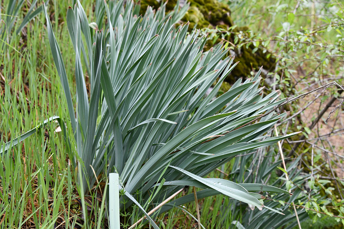 Изображение особи род Eremurus.