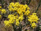 Helichrysum arenarium