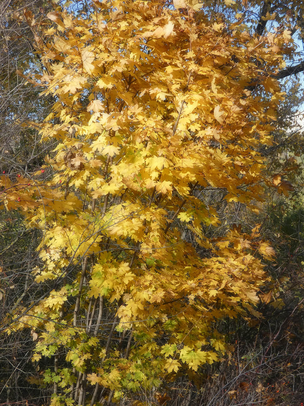 Image of Acer platanoides specimen.