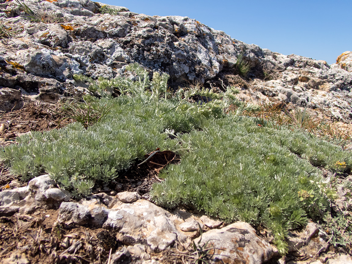 Image of Artemisia caucasica specimen.