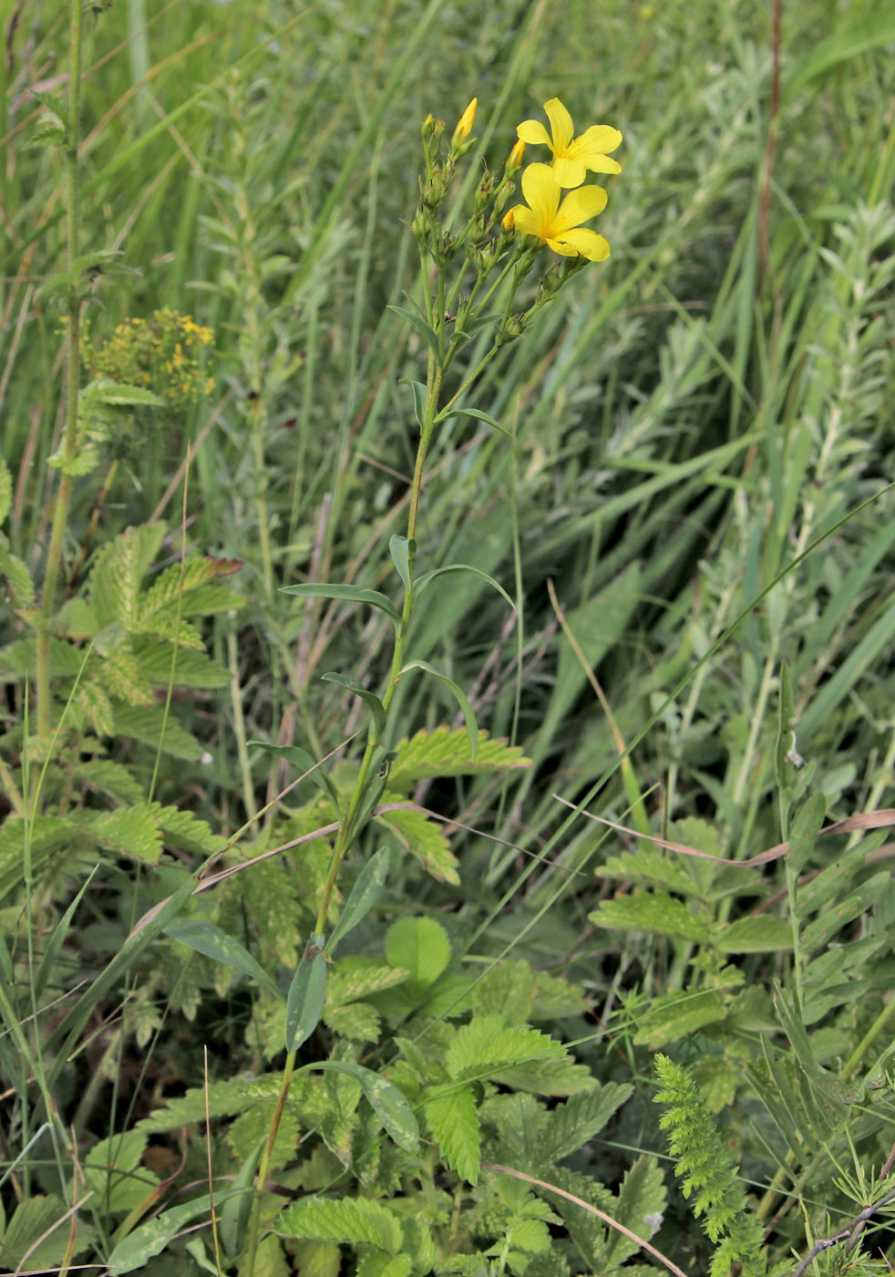 Image of Linum flavum specimen.