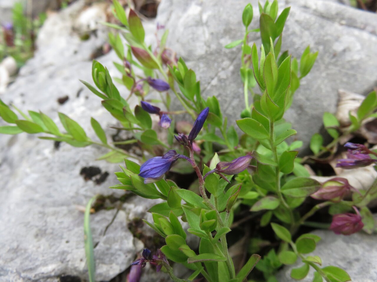 Изображение особи род Polygala.