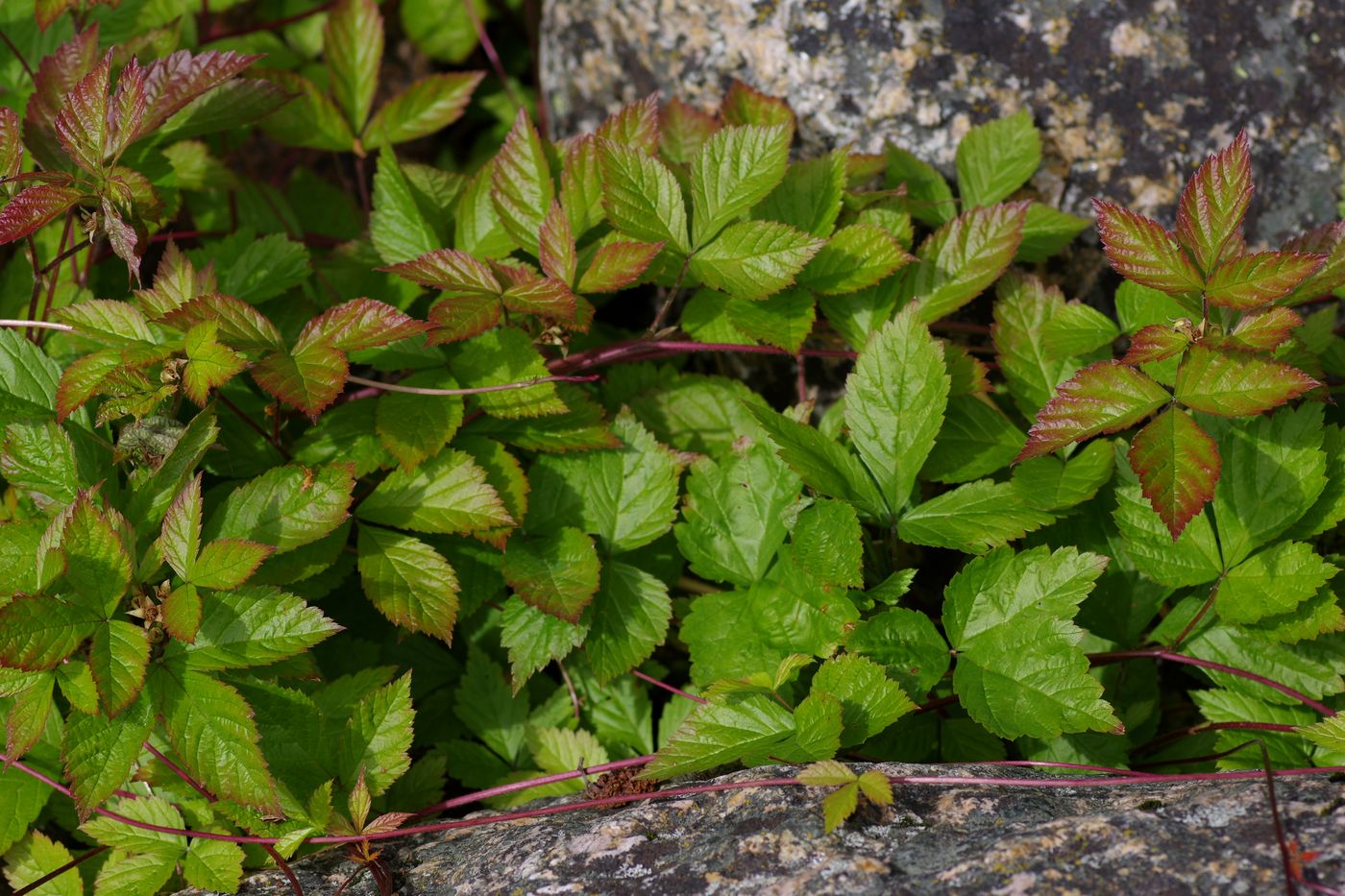 Image of Rubus saxatilis specimen.
