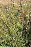 Cirsium vulgare