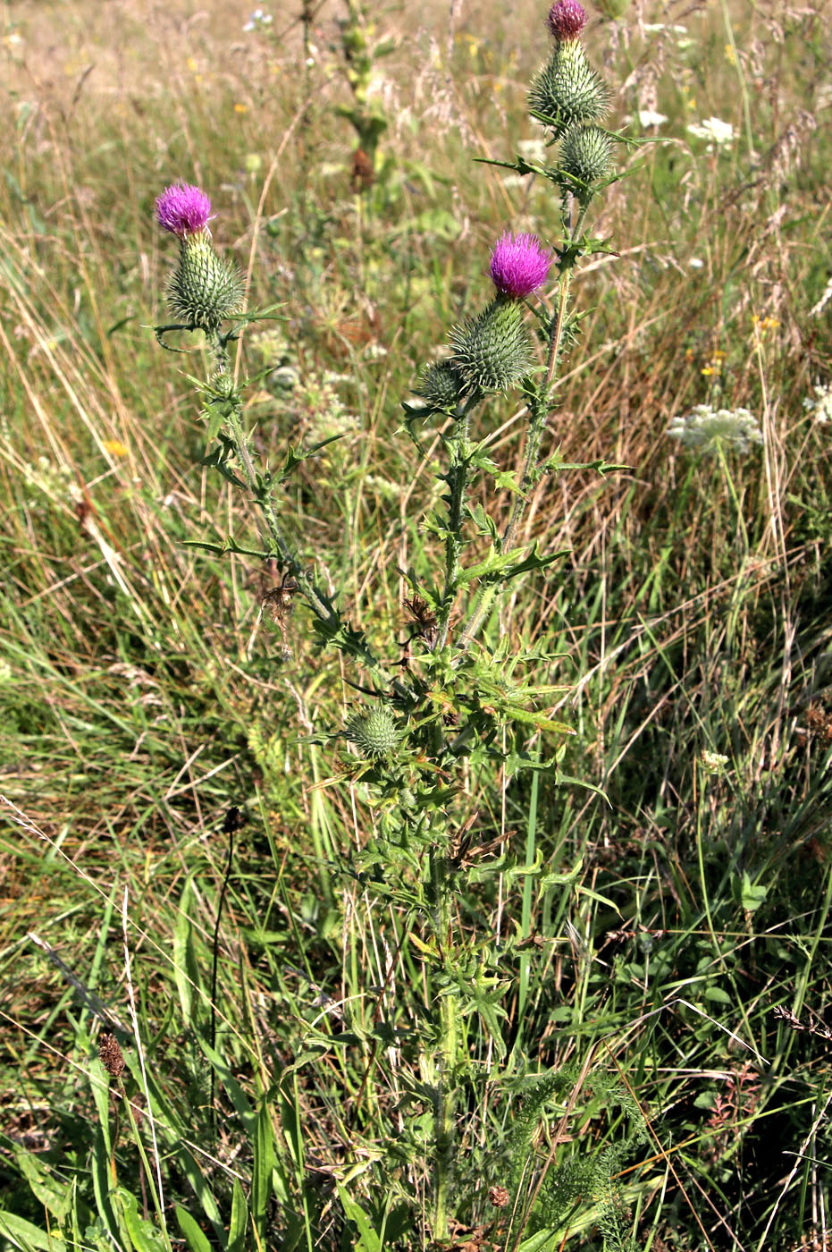 Image of Cirsium vulgare specimen.