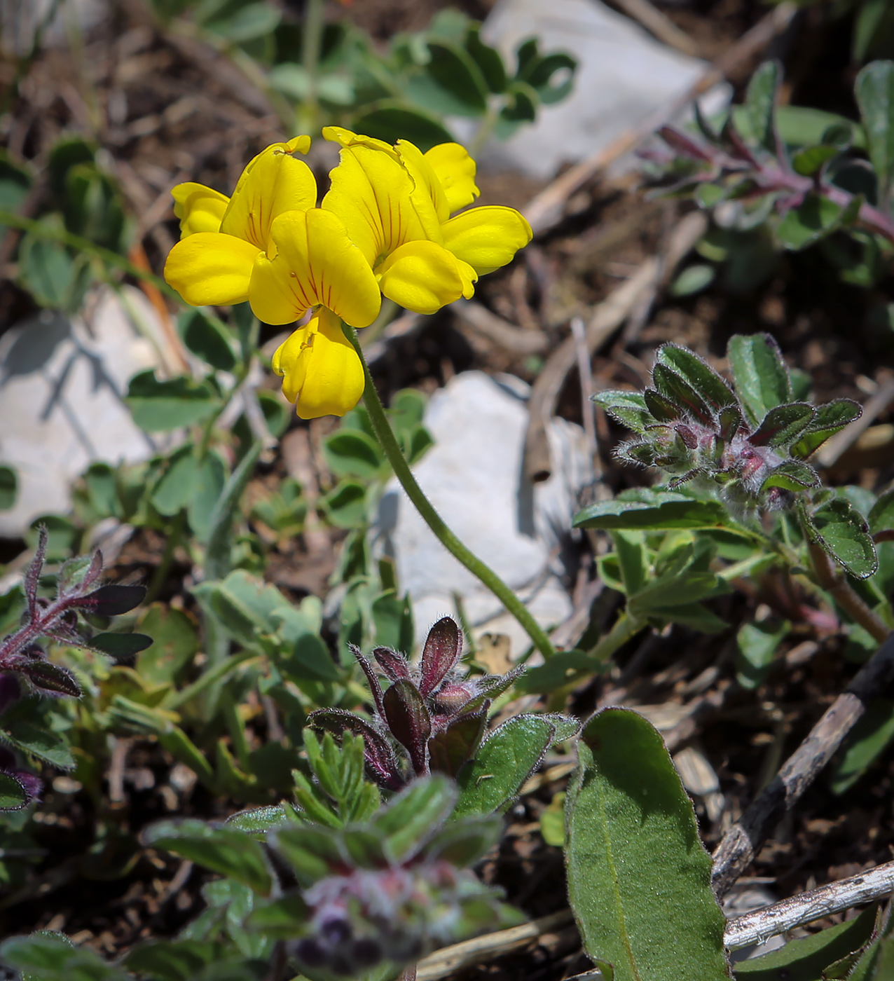 Изображение особи Securigera orientalis.