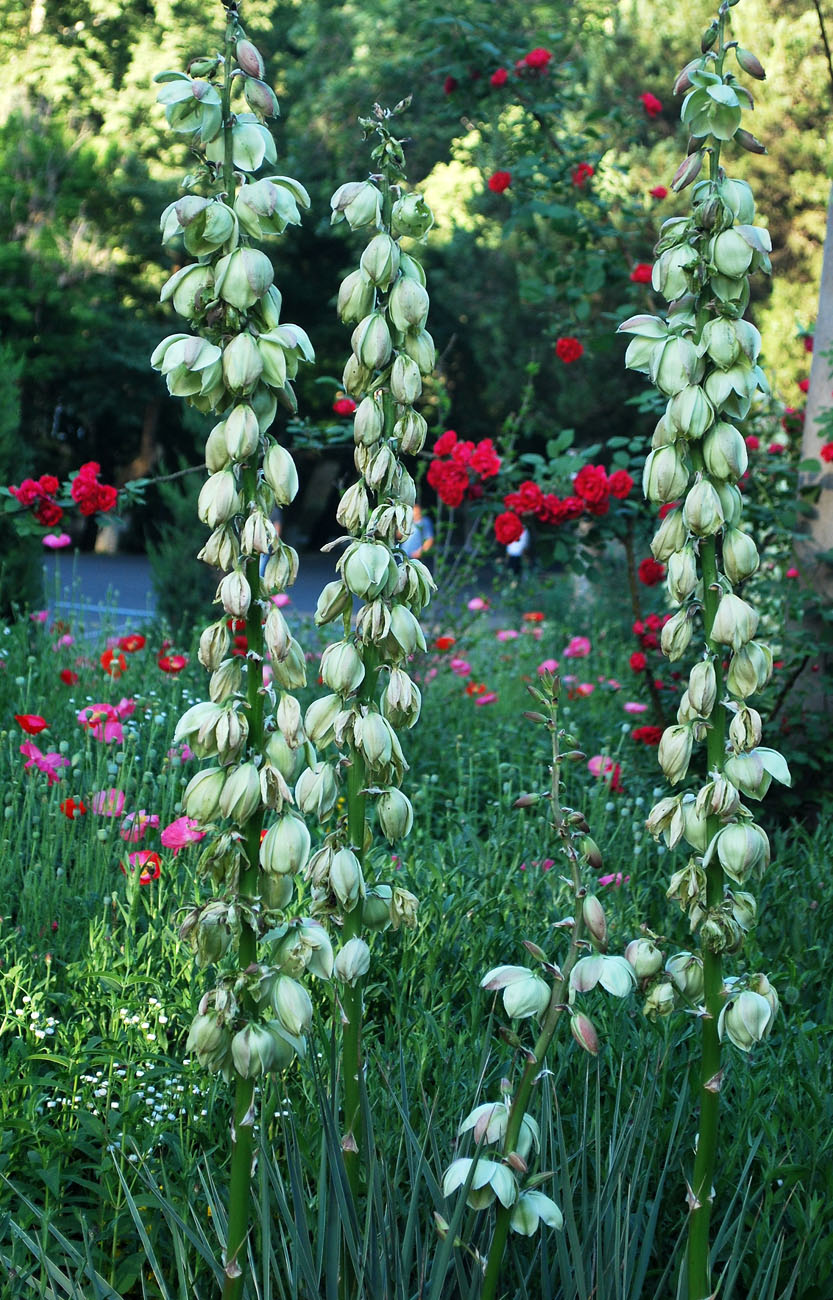 Image of genus Yucca specimen.