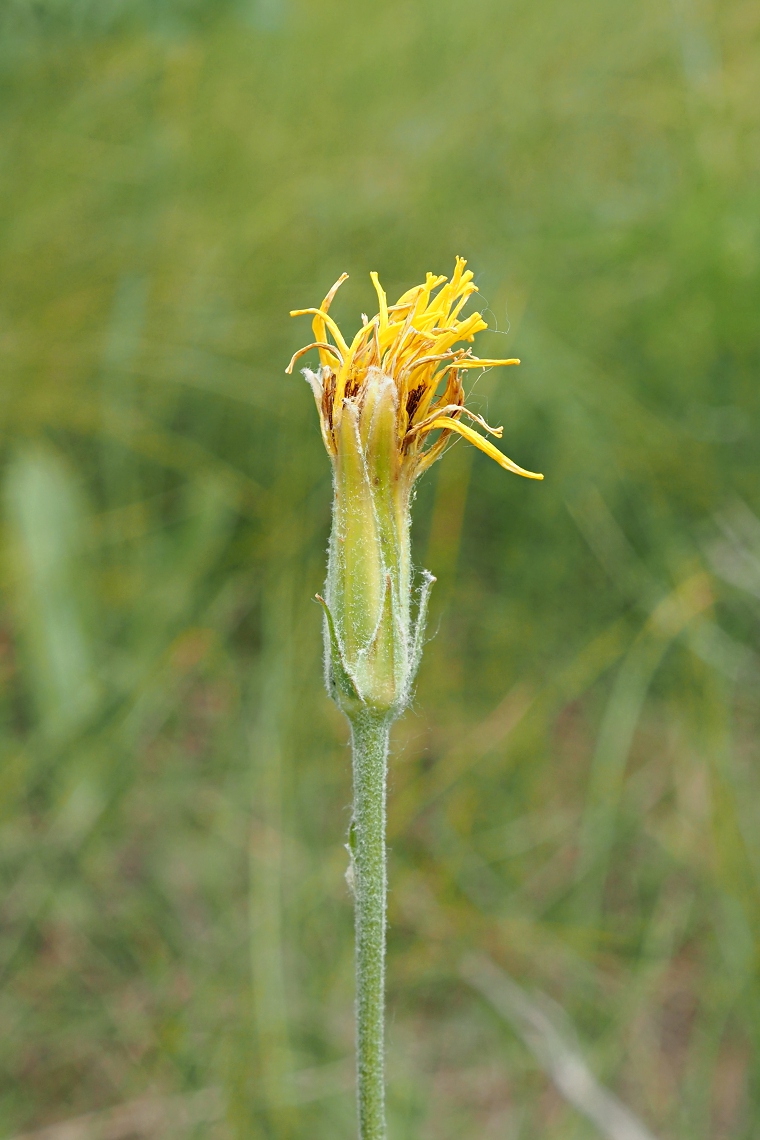 Image of Scorzonera stricta specimen.