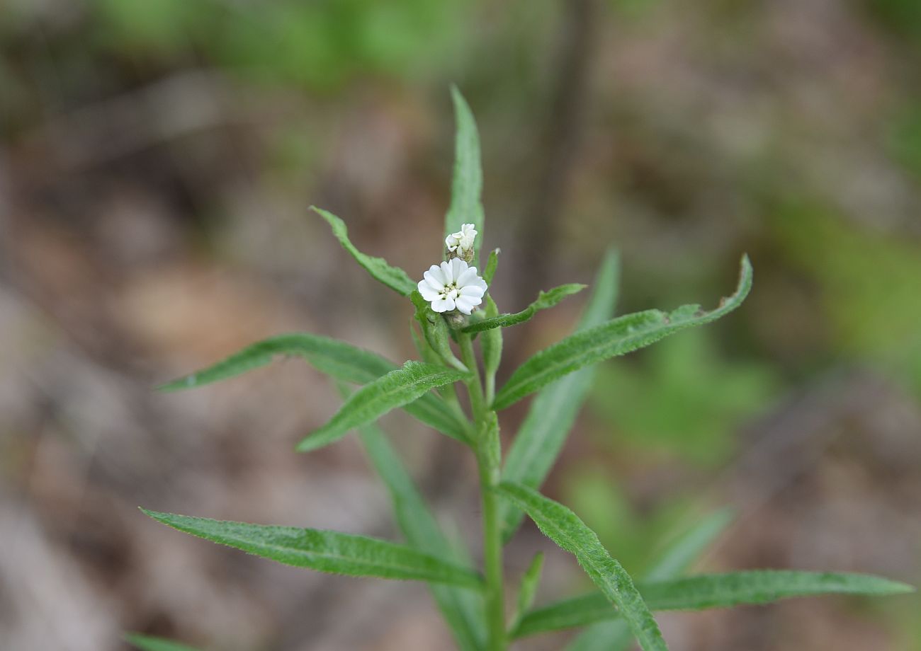 Image of Unknown species specimen.