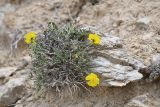 Helianthemum songaricum. Цветущее растение. Киргизия, Баткенская обл., Баткенский р-н, окр. с. Самаркандык, Туркестанский хр., горы Сары-Тоо, уроч. Мадыген, гипсовая сопка. 8 мая 2025 г.