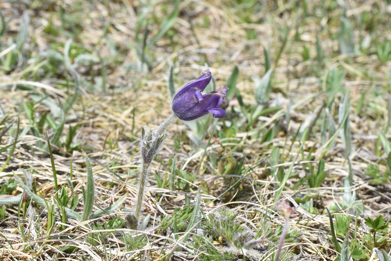 Изображение особи Pulsatilla violacea.