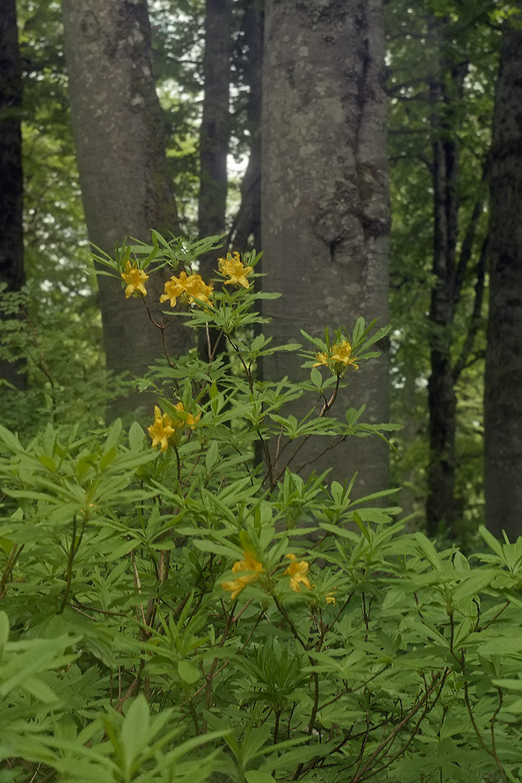Изображение особи Rhododendron luteum.