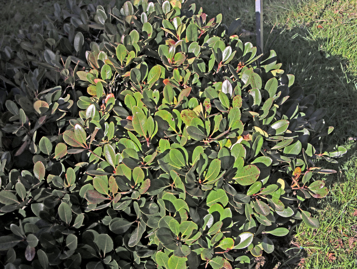 Изображение особи Rhaphiolepis umbellata.