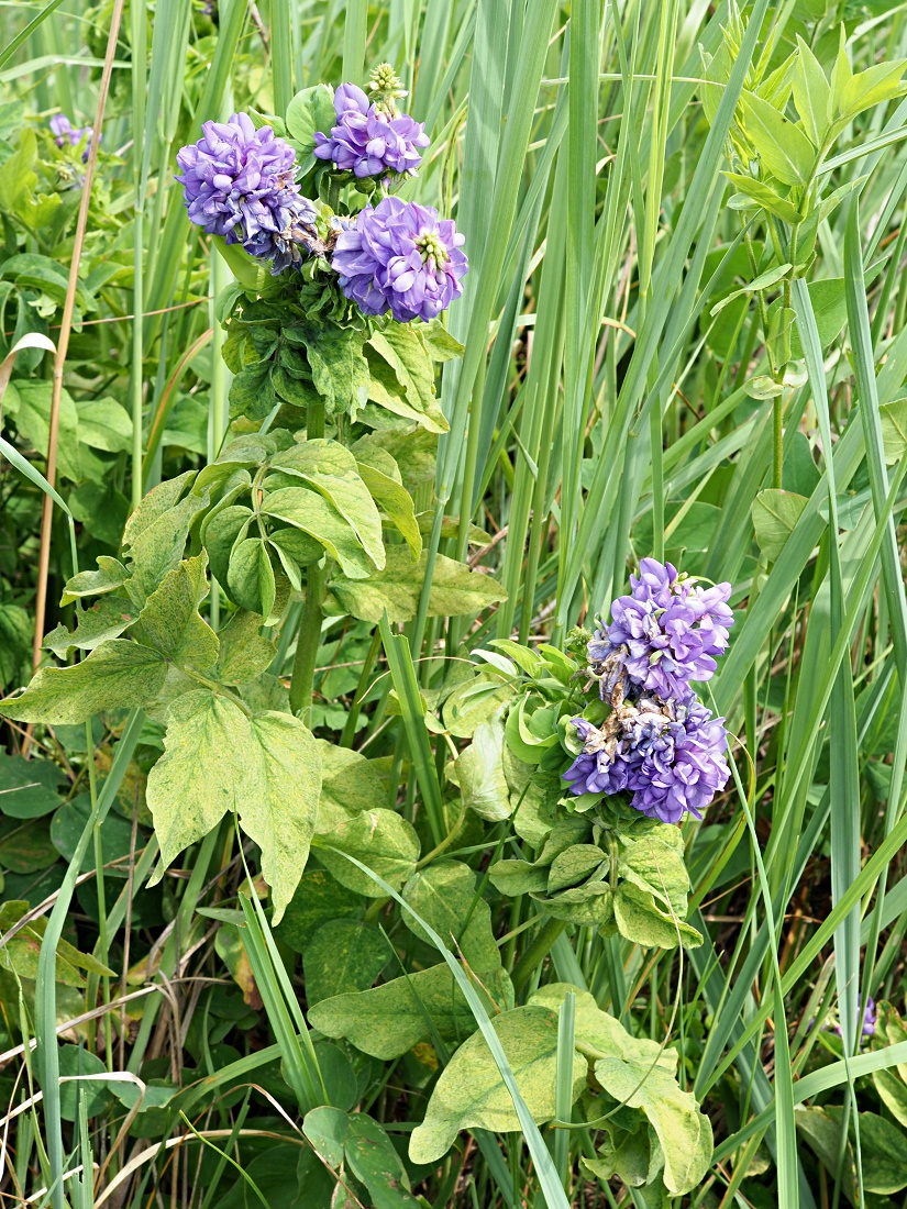 Image of Galega orientalis specimen.