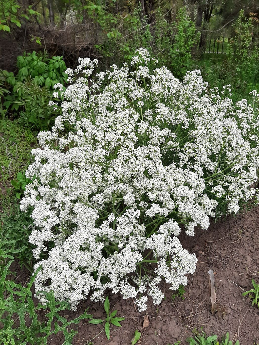 Image of Crambe tataria specimen.