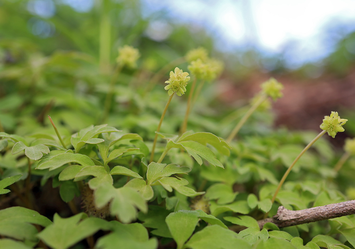 Изображение особи Adoxa moschatellina.