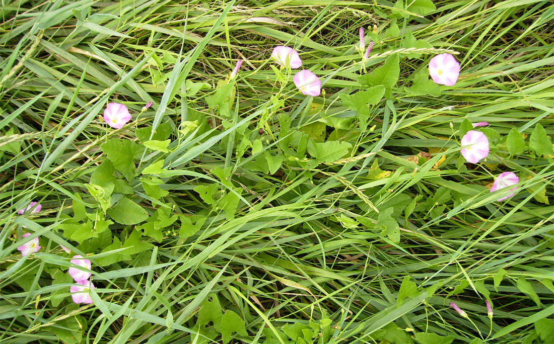 Изображение особи Convolvulus arvensis.