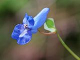 Corydalis ussuriensis. Цветок. Приморский край, Хасанский р-н, юго-западный берег бухты Рейд Паллада, мыс Острено, небольшой распадок на северном склоне, опушка липового леса (Tilia mandshurica при участии Tilia amurensis). 18.05.2026.