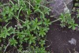 genus Potentilla