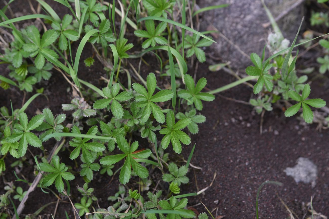 Изображение особи род Potentilla.