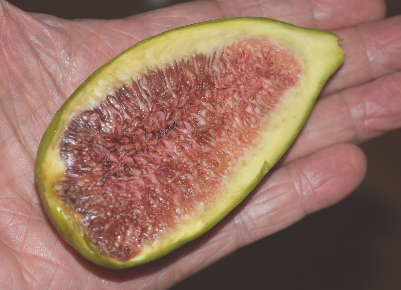 Image of Ficus carica specimen.