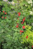 Salvia microphylla