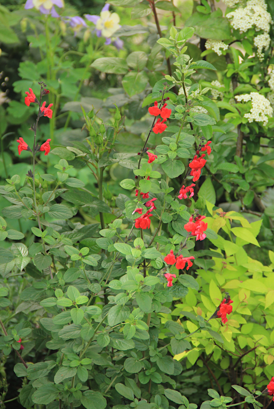 Image of Salvia microphylla specimen.