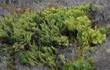 Artemisia subspecies glutinosa