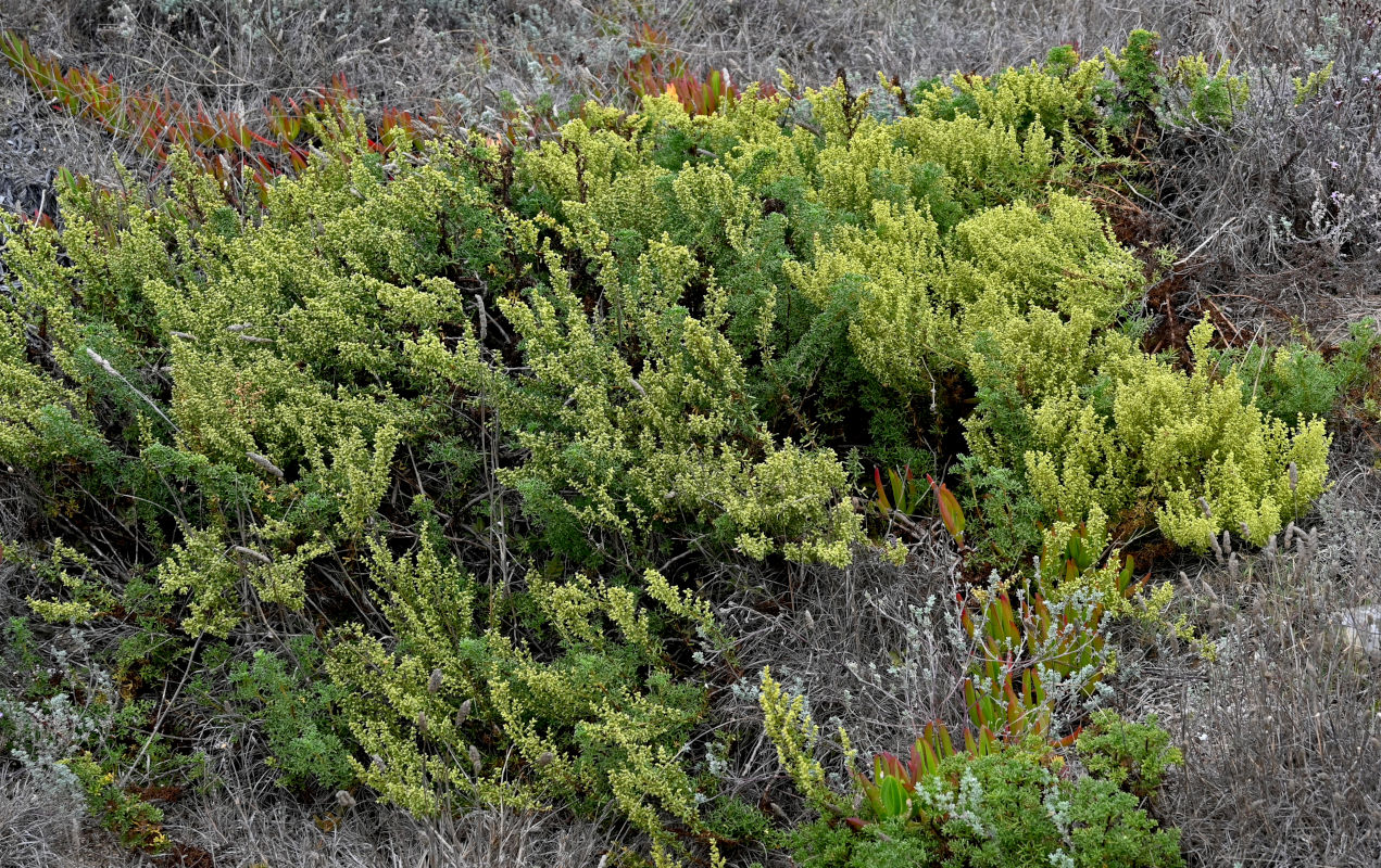 Image of Artemisia campestris ssp. glutinosa specimen.