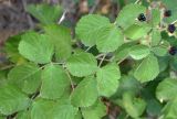 род Rubus