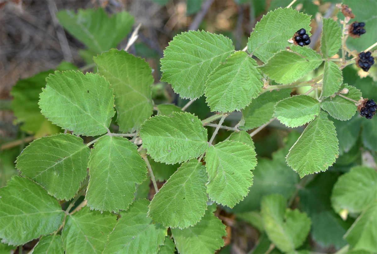 Изображение особи род Rubus.