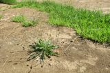 Plantago lanceolata. Цветущее растение. ЮАР, пров. Гаутенг, пригород Киблер Парк (Kibler Park), природный запов. \"Клиприверсберг\" (Klipriviersberg Nature Reserve), саванна, деревня тсвана. 20.01.2025.