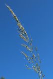 Arrhenatherum elatius. Верхушка соцветия. Ленинградская обл., Ломоносовский р-н, окр. Шепелёвского маяка; п-ов Каравалдай, побережье Финского залива, подножье песчаного берегового вала, опушка черноольшаника. 20.06.2026.