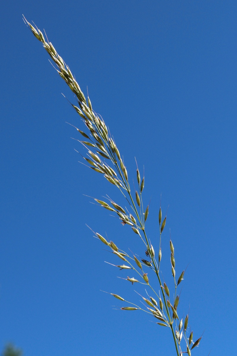Image of Arrhenatherum elatius specimen.