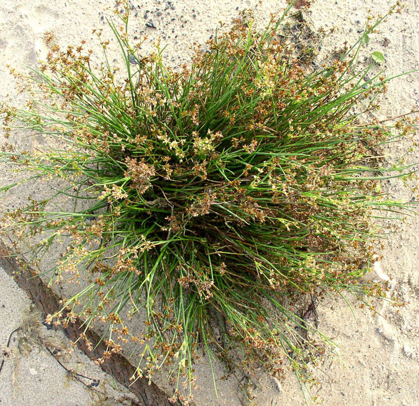 Image of Juncus articulatus specimen.