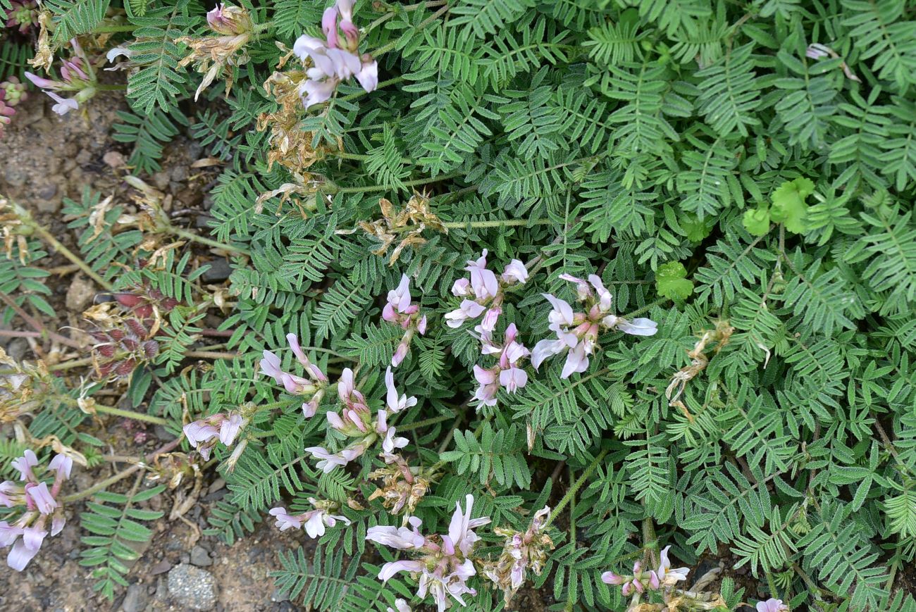 Image of Unknown species specimen.