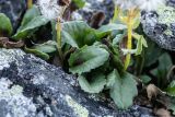 familia Asteraceae. Прикорневые листья плодоносящих растений. Карачаево-Черкесия, Карачаевский р-н, ущ. ручья Тырменлыкол, 3100 м н.у.м., каменистая осыпь. 09.08.2026.
