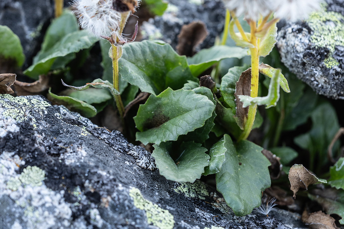 Image of familia Asteraceae specimen.