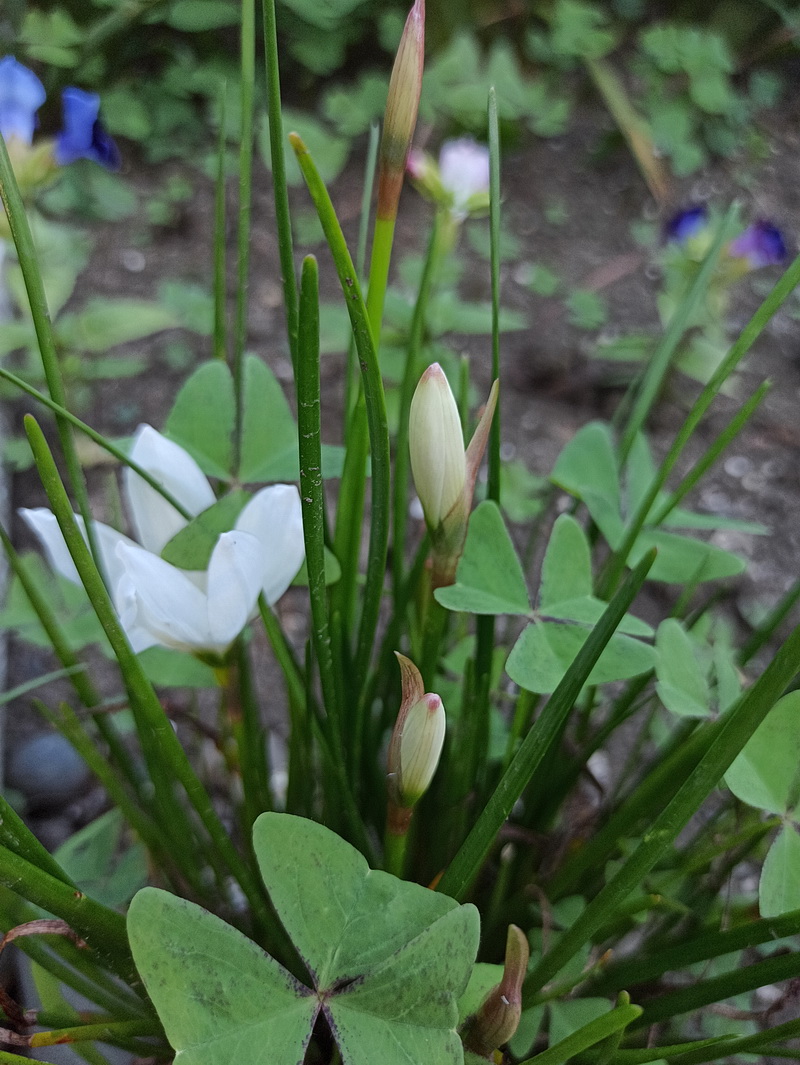 Image of Unknown species specimen.