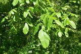 Juglans regia. Листья. Турция, ил Артвин, р-н Юсуфели, 250 м ниже дер. Гюльпынар, выс. 1500 м н.у.м., заросли. 13 июня 2026 г.