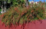 Russelia equisetiformis