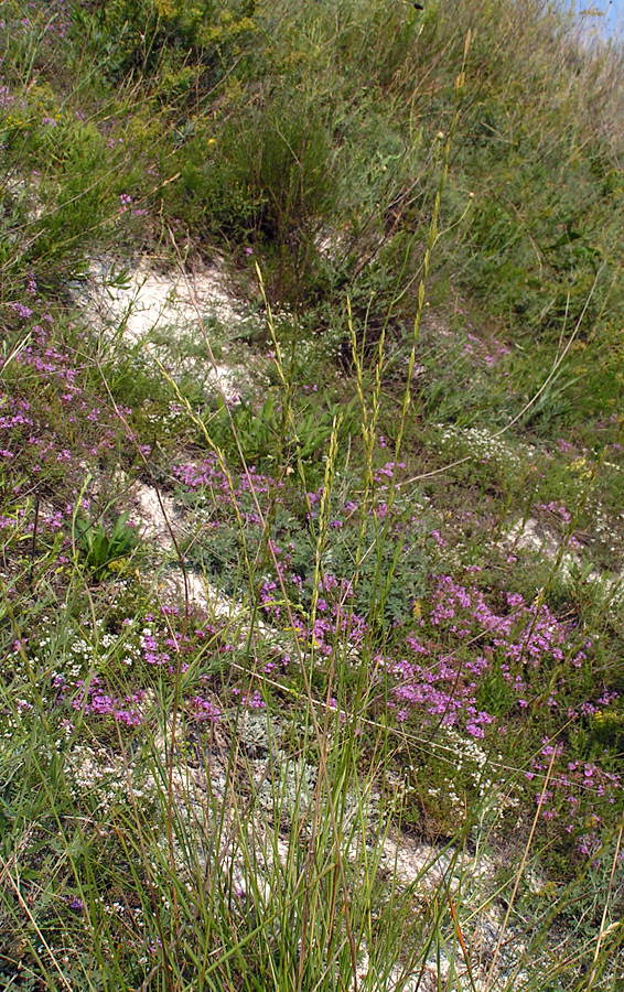 Image of Elytrigia stipifolia specimen.