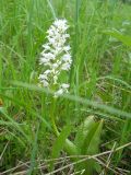 Orchis militaris