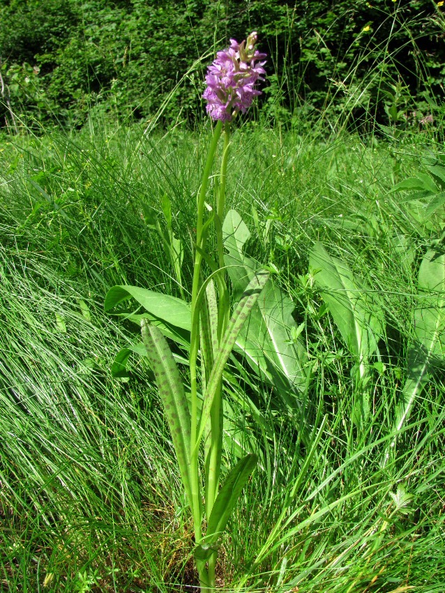 Image of Dactylorhiza baltica specimen.