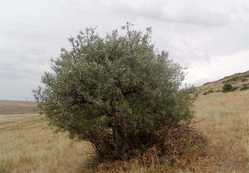 Image of Pyrus salicifolia specimen.