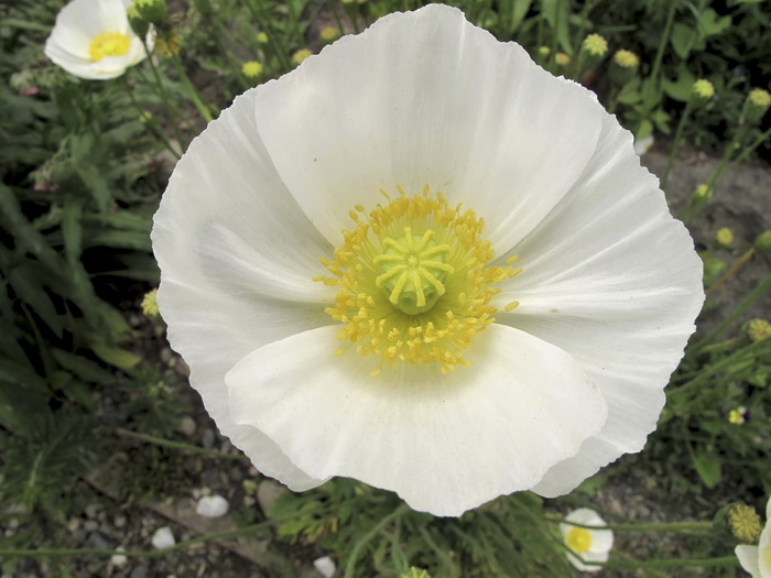 Изображение особи Papaver amurense.